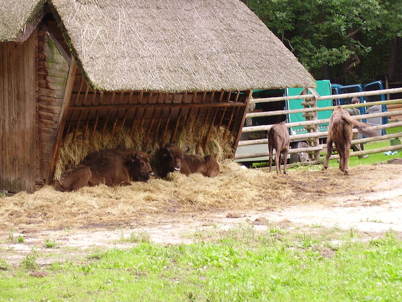 Woliński Park Narodowy Żubry