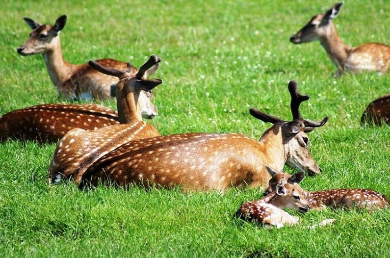 Park Dzikich Zwierzat